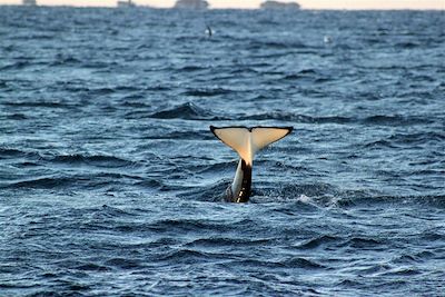 Observation des orques - Région de Tromso - Norvège