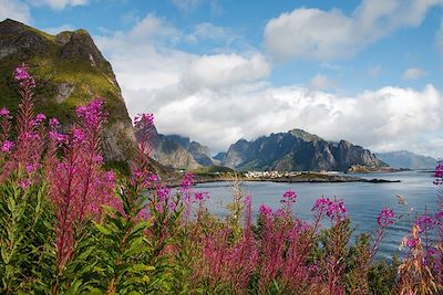 Fleurs sauvages - Reine -  Moskenes - Lofoten - Norvège