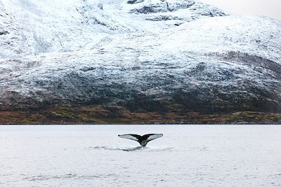 Baleine à bosse - Norvège