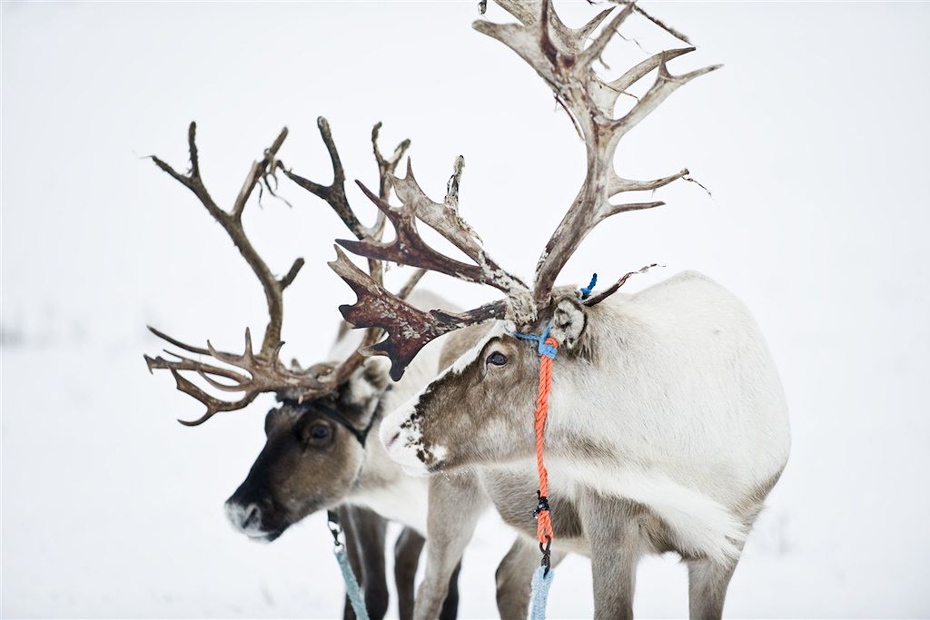 Image Multi-activités - Laponie - Kilpisjärvi