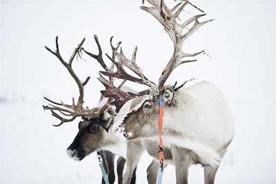 Rennes - Finnmark - Norvège