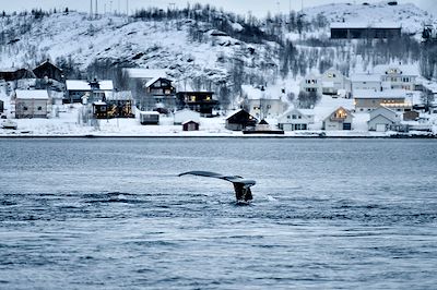 Baleine - Tromso - Norvège