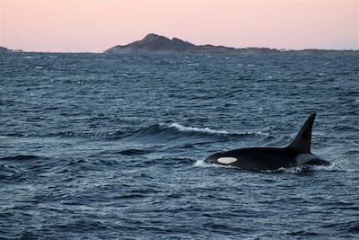 Observation des orques - Région de Tromso - Norvège