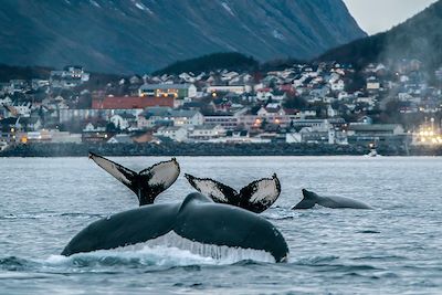 Baleines dans le Nord de la Norvège