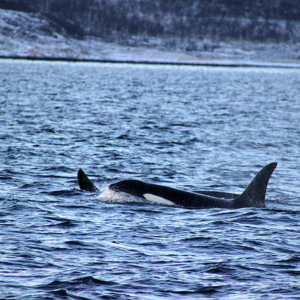 Aurores boréales Norvège Laponie norvégienne