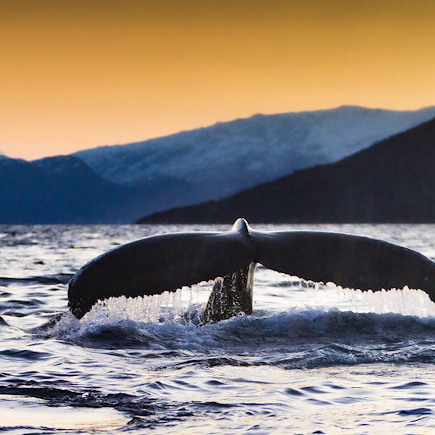 Observation animalière Norvège