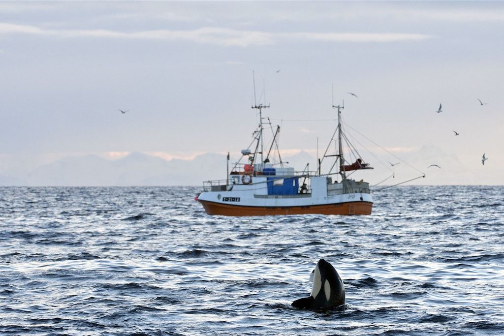 Image Autotour et randonnée Lofoten - Safari baleines - séjour Lofoten