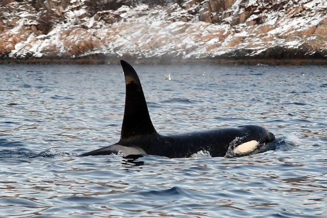 Voyage Baleines, orques et aurores dans les fjords