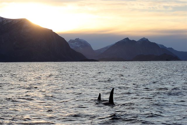 Voyage Baleines, orques et aurores dans les fjords