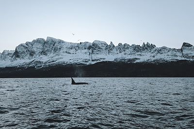 Observation des orques dans les fjords de Norvège