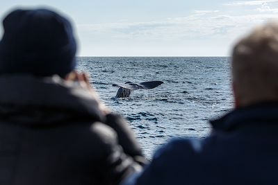 © sokko_natalia / Adobe Stock - Observation des baleines - Norvège Observation des baleines - Norvège