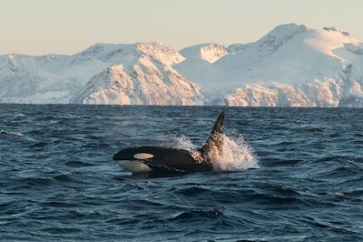 © Miguel / Adobe Stock - Orque - Norvège Orque - Norvège