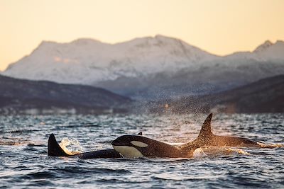 © Marius Fiskum / Adobe Stock - Orque - Tromso - Norvège Orque - Tromso - Norvège