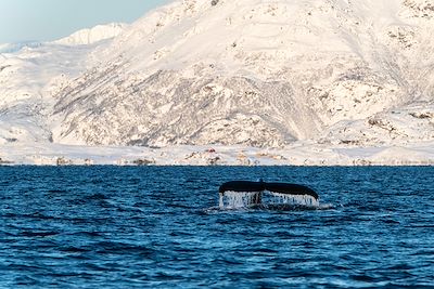 © by wildestanimal / Getty Images - Baleine - Skjervoy - Norvège Baleine - Skjervoy - Norvège