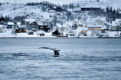 © zorazhuang / Getty Images - Baleine - Tromso - Norvège Baleine - Tromso - Norvège