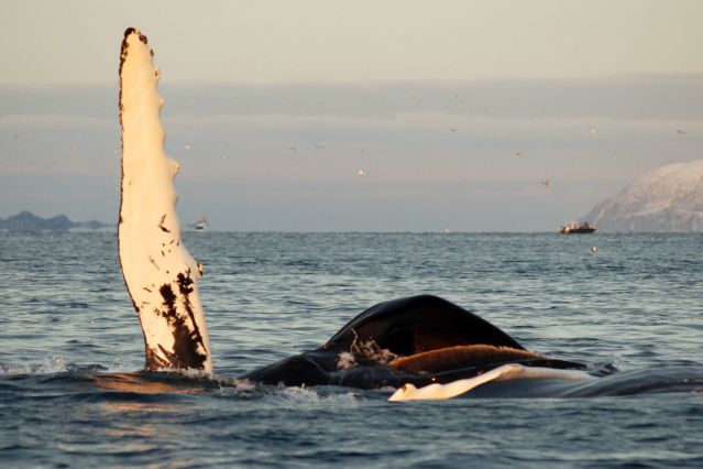 Image Baleines, orques et aurores boréales