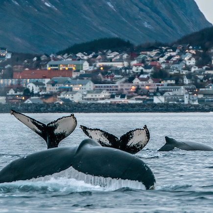 Observation animalière Norvège Laponie norvégienne