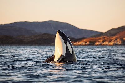 Orque - Tromso - Norvège