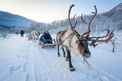 Balade en traîneau à rennes - Tromso - Comté de Troms - Norvège 