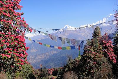 Randonnée entre le Poon Hill et Tadapani - Népal