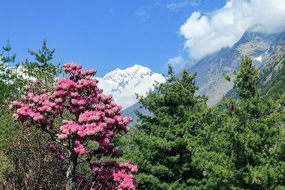 © Thomas Colmaire - Rhododendrons - Népal Rhododendrons - Népal