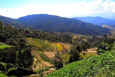 © Marie Barbaud - Randonnée entre Nagarkhot et Dhulikel - Népal Randonnée entre Nagarkhot et Dhulikel - Népal