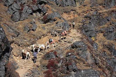 © Pierre Bour - Vallée du Langtang et Gosaikund - Népal Vallée du Langtang et Gosaikund - Népal