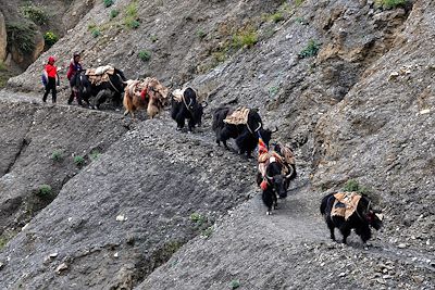 © Yves Noble - Haut Dolpo - Népal Haut Dolpo - Népal