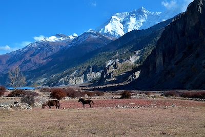 © Rémi Lasseigne - Près du village de Manang - Annapurna - Népal Près du village de Manang - Annapurna - Népal