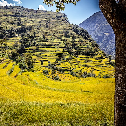 Trek Népal