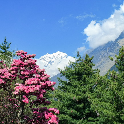 Trek Népal Annapurnas