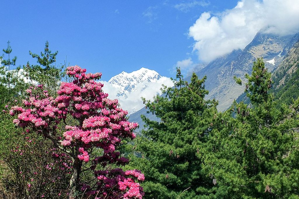 Image Balcon des Annapurnas - Sanctuaire des Annapurnas - Dhaulagiri