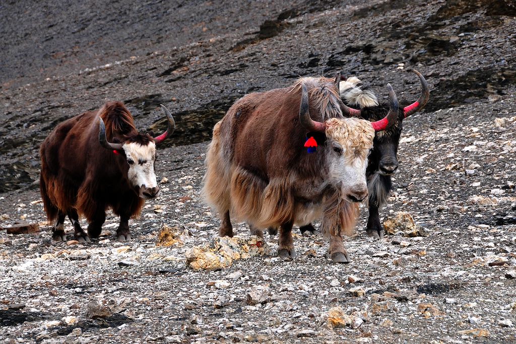 Image Trek Népal - Trek Haut Dolpo - Circuit accompagné