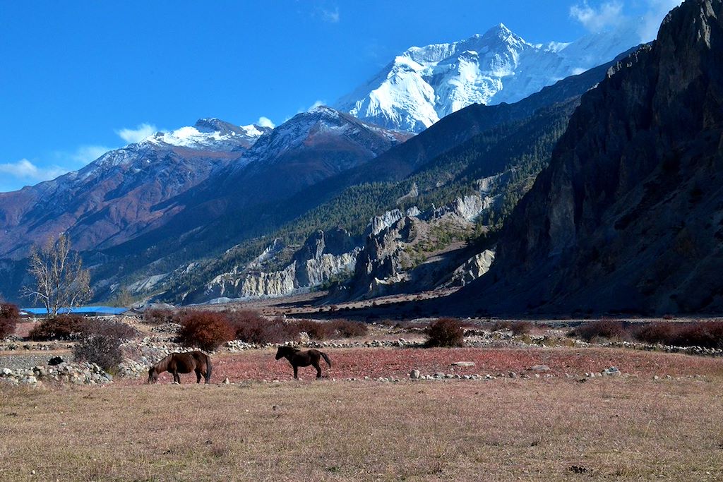 Image Randonnée Népal - Trekking Annapurna - Thorong Pass