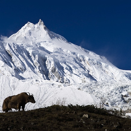 Trek Népal Annapurnas