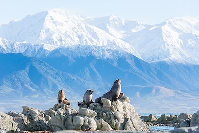 Kaikoura - Canterbury - Nouvelle-Zélande