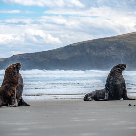 Observation animalière Nouvelle-Zélande