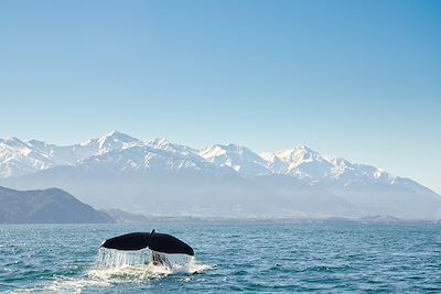 Baleine - Kaikoura - Nouvelle-Zélande