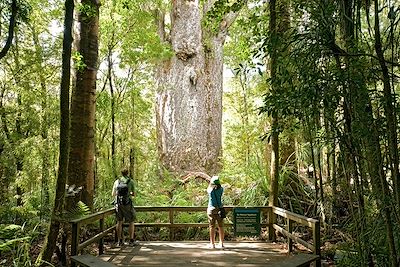Forêt de kauris - Waipoua forest - Nouvelle-Zélande