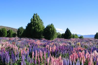 Lake Tekapo - Mount Cook - Nouvelle-Zélande