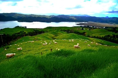 Coromandel - Nouvelle-Zélande