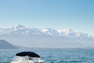 Baleine - Kaikoura - Nouvelle-Zélande