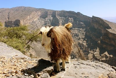 Chèvre au sommet du Grand Canyon sur le Djebel Shams - Oman
