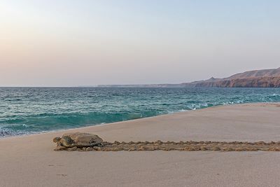 Tortue sur la plage - Ras al Jinz - Oman