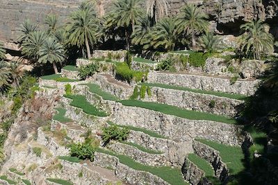 Cultures en terrasses - Oman