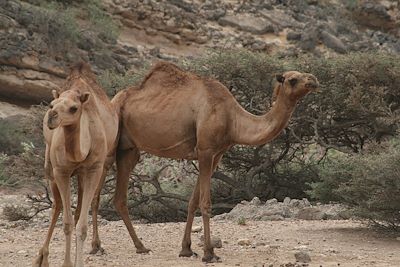 Region Salalah - Dhofar - Oman