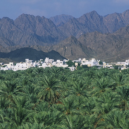 Découverte Oman Canyon et oasis