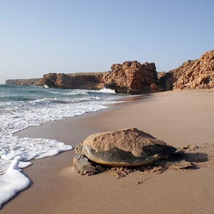 Randonnée Oman Canyon et oasis