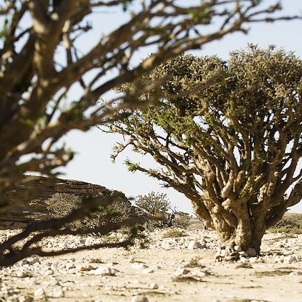 Randonnée Oman Canyon et oasis