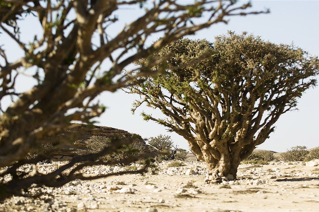 Image Traversée De Mascate Au Rul Al Khali, Randonnée Dans Les Sugar Dunes,
